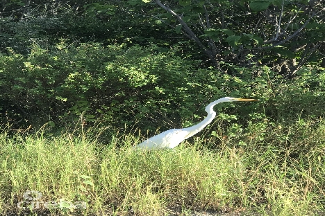 Little cayman inland parcel