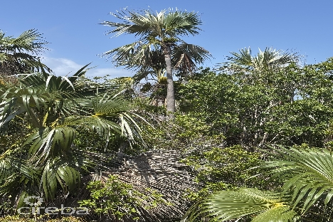 Little cayman lot close to point of sand