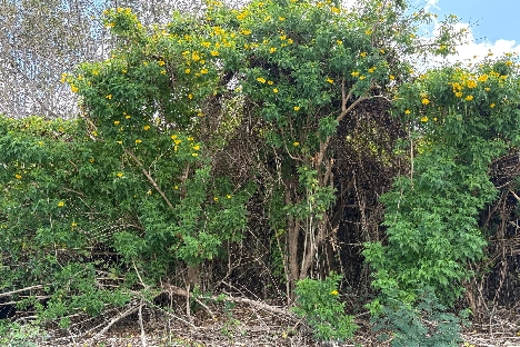 Nature's circle parcel