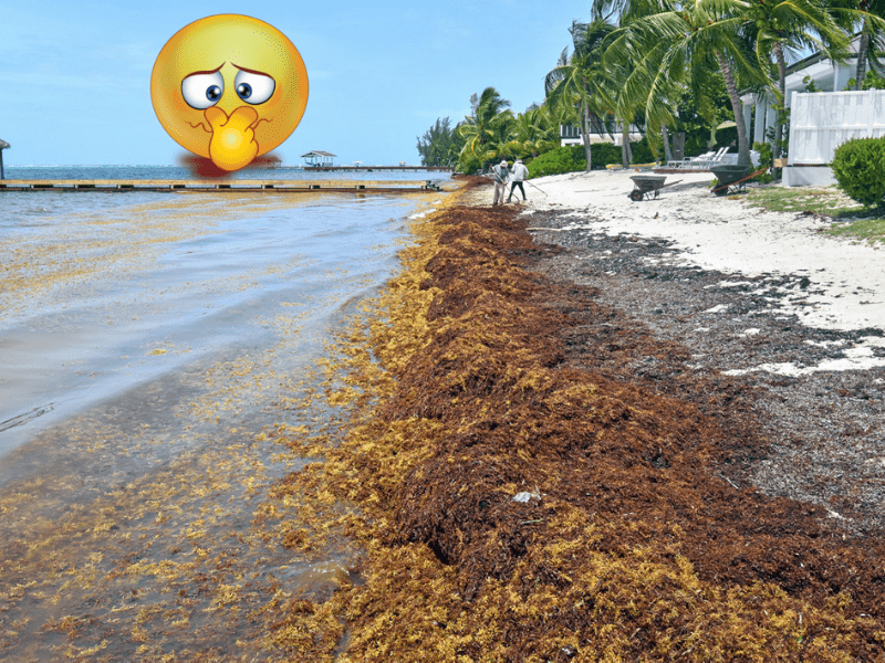 Sargassum: It Stinks!