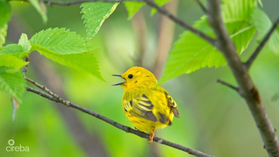 Songbird meadows – brac bluff 0.5545 acre lot