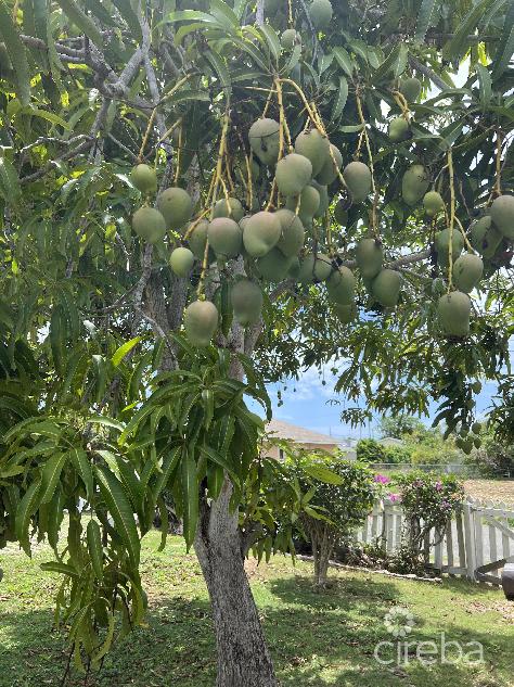 Mango tree villa